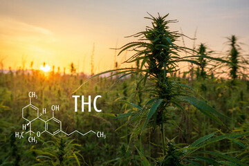 Cannabis plants with the THC chemical formula. Tetrahydrocannabinol molecule.