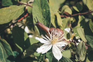 snail in the flowers