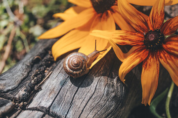 snail in the flowers