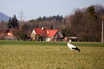 White stork walking on a field looking for food  © Hedvika