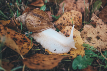 snail in the flowers