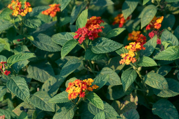 West Indian Lantana flowers in garden, often regarded as invasive species. Also known as putus in...