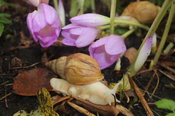snail in the flowers