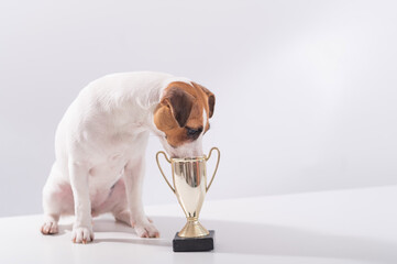 Jack russell terrier dog sits next to the winner cup at the show on a white background