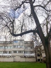 Obraz premium A bare tree stands in front of a block of flats.