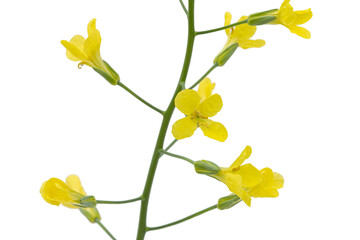 Yelliw flowers of cabbage, isolated on white background