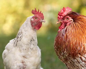 Couple of red rooster and white Sussex chicken in the garden