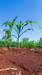 maíz en tierra colorada biodiversidad