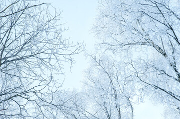 Fototapeta premium The tops of the trees in the snow and frost. Freezing day.