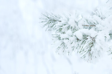 Winter background. A coniferous tree in hoarfrost and snow