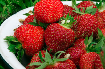 Ripe strawberries. The most delicious berries. Juicy berries. The harvested crop.