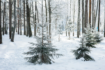 Fototapeta premium Winter bright background with fir trees in the frost. Snow-covered fir trees. 