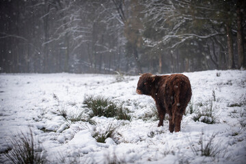 Highland cow in winterwonderland