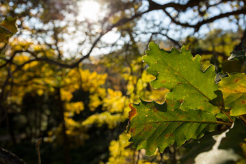 maple leaves in autumn