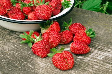 Ripe strawberries. The most delicious berries. Juicy berries. The harvested crop.