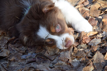 Australian shepherd tricolor puppy