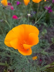 Fototapeta premium Delicate escholtia