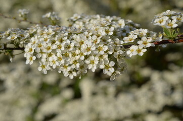 Tawuła biała, mnóstwo malutkich białych kwiatków, Spiraea alba © Ewa