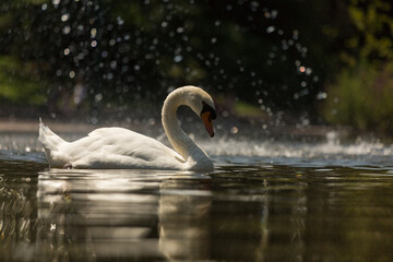 swans on the lake