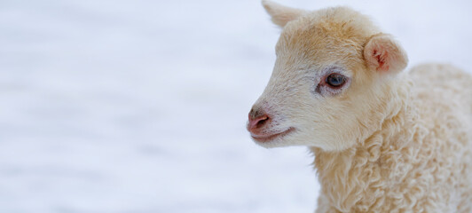 One day old Easter lamb from a Slovak farm. Tiny lamb in the winter landscape. Banner photo.