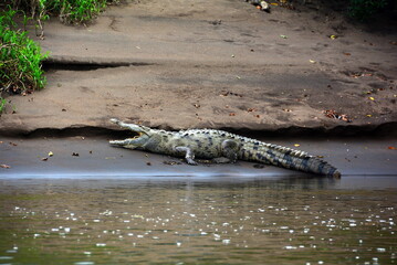 alligator in the river