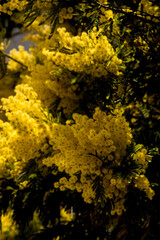 Fototapeta premium vibrant mimosa in a clear day of winter