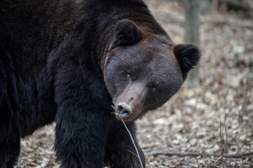 Wild adult Brown Bear (Ursus Arctos) in the winter forest