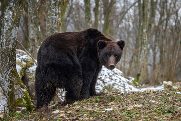 Obraz na płótnie Canvas Wild adult Brown Bear (Ursus Arctos) in the winter forest