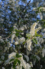 Czeremcha zwyczajna., kwitnący krzew, Padus avium  © Ewa