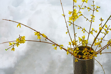 Yellow branches of forsythia flowers forced in a vase in winter with a snow background