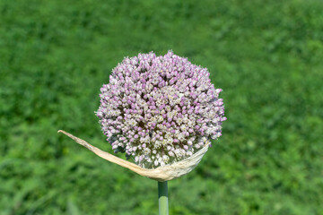 Close-up of budding haggard onion plants in the summer day