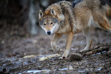 Close up wolf in winter forest background