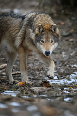 Close up wolf in winter forest background