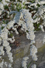 tawuła biała, zbliżenie kwitnącego krzewu, Spiraea alba