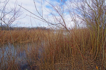 Fototapeta premium Balade hivernale au milieu des étangs