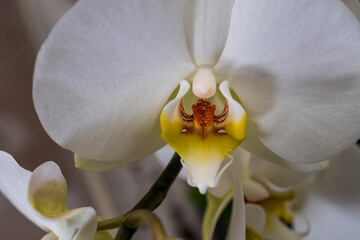 Orchideen in Wangen bei Zürich