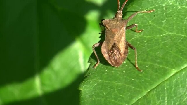 Eine Stinkwanze krabbelt auf einem gr&uuml;nen Blatt