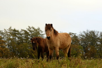 Islandpferde auf der herbstlichen Wiese