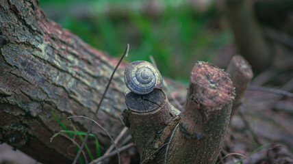 snail on a tree