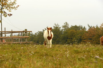 Obraz premium Islandpferde auf der herbstlichen Wiese