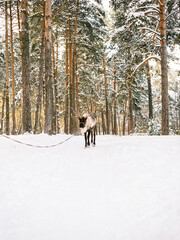 reindeer with antlers in winter in the forest at sunset