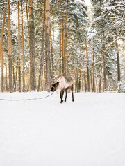 reindeer with antlers in winter in the forest at sunset