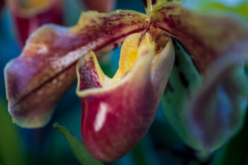 Orchideen in Wangen bei Zürich