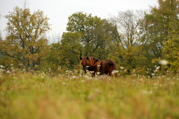 Islandpferde auf der herbstlichen Wiese