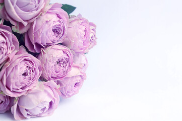 Bouquet of purple roses on white background with copy space.. Valentine's Day card. Mother's day greeting card.