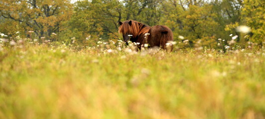 Islandpferde auf der herbstlichen Wiese © Grubärin