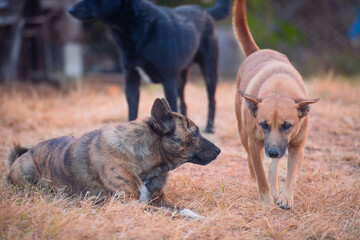 The dogs were playing in the brown meadow.
