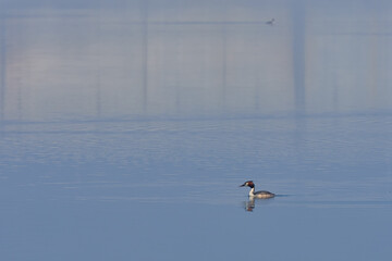Great crested grebe, Podiceps cristatus, at Bellus reservoir, Spain