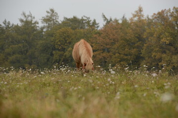 Islandpferde auf der herbstlichen Wiese