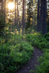 forest in the morning